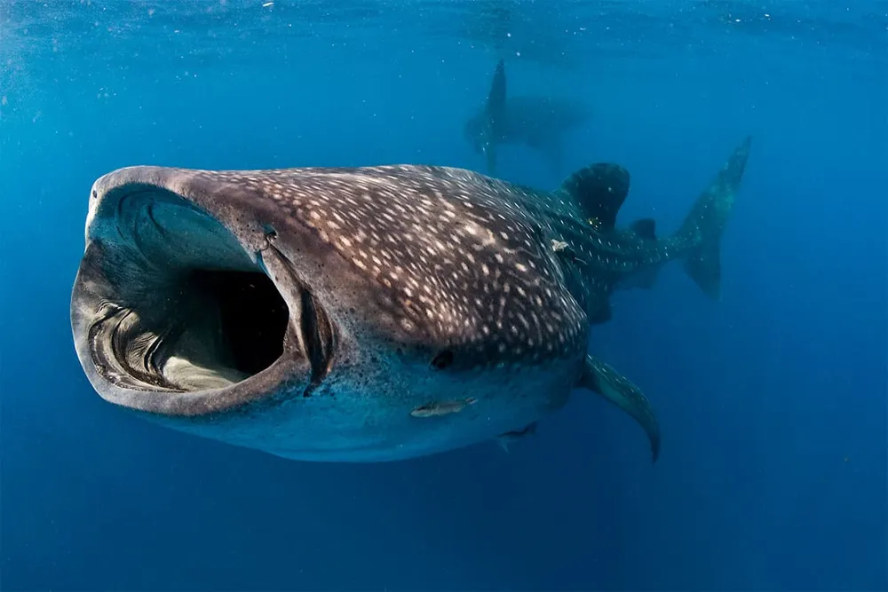 världens största fisk