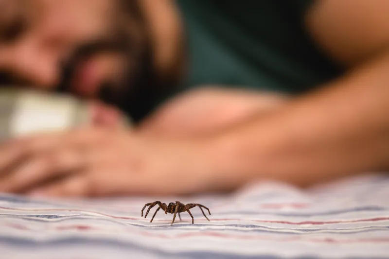 hur många spindlar sväljer man per år