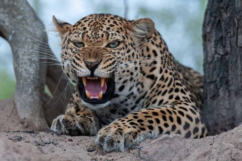 världens farligaste djur